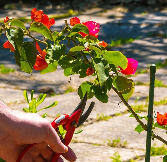 7 Secrets For Making Bougainvillea Bloom Time And Time Again