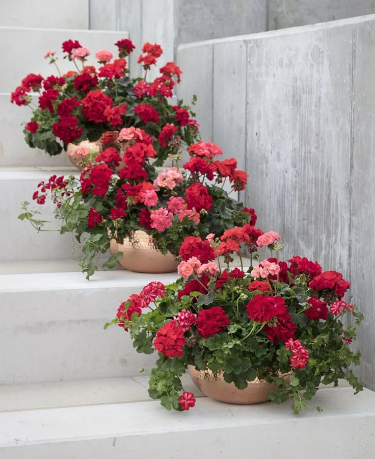 Radiant Stacked Geranium Delight