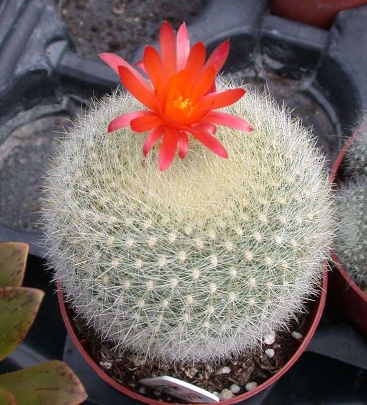 Scarlet Ball Cactus