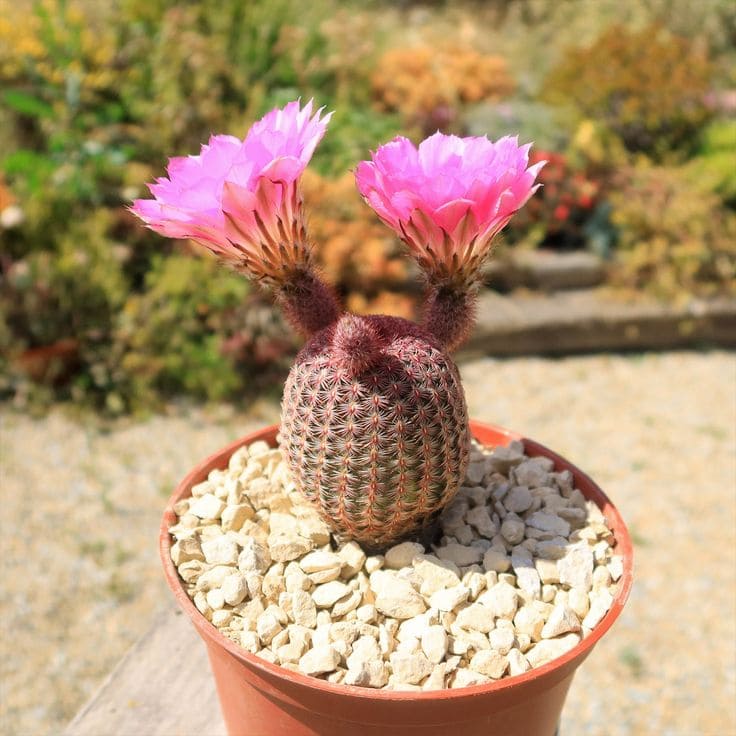 Strawberry Hedgehog Cactus