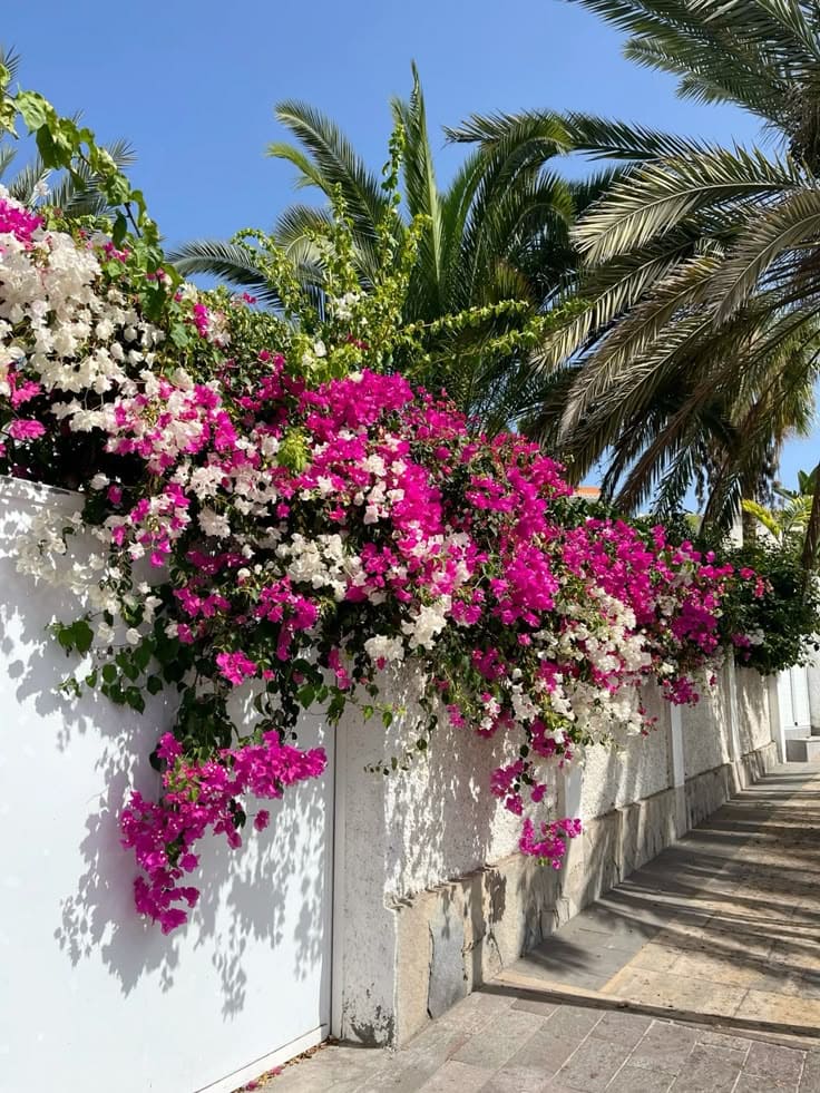 7 Secrets For Making Bougainvillea Bloom Time And Time Again