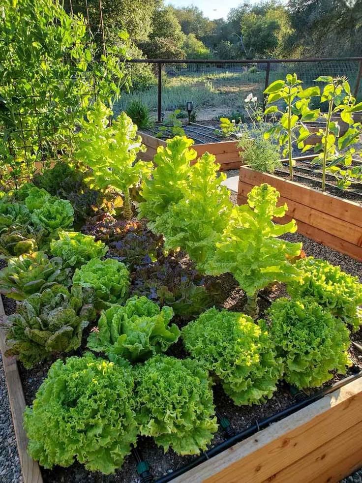 Complete Guide to Raised Bed Garden Ideas for Nourishing a Family of Five