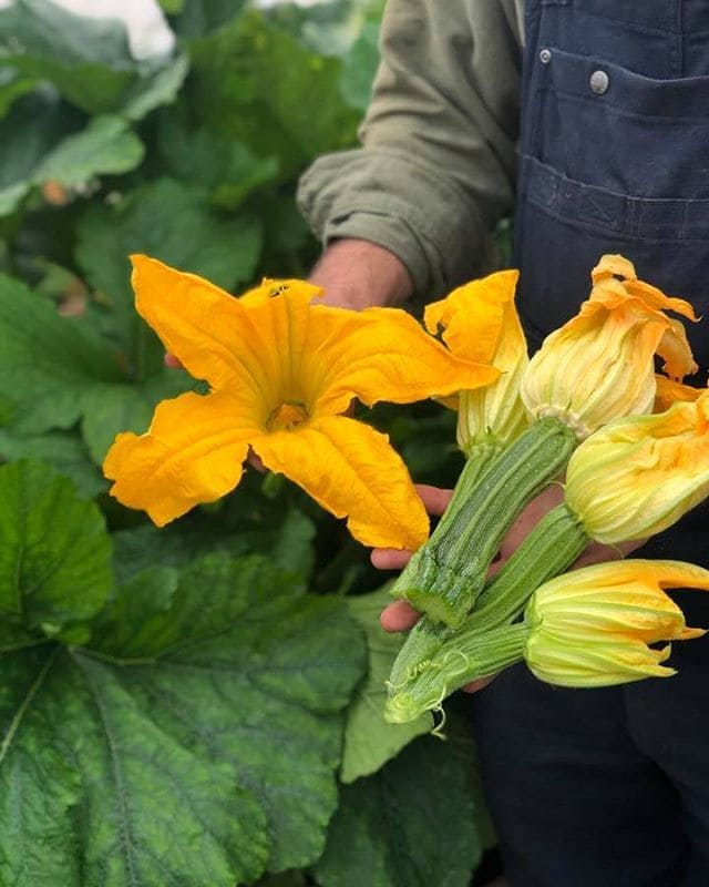 Guide On 7 Zucchini Growing Tips For A Bountiful Harvest