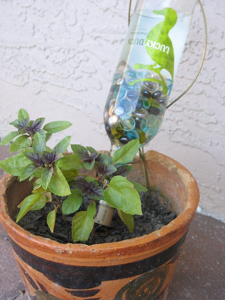 5 Super Effective Methods to Water Plants for a Month at No Cost