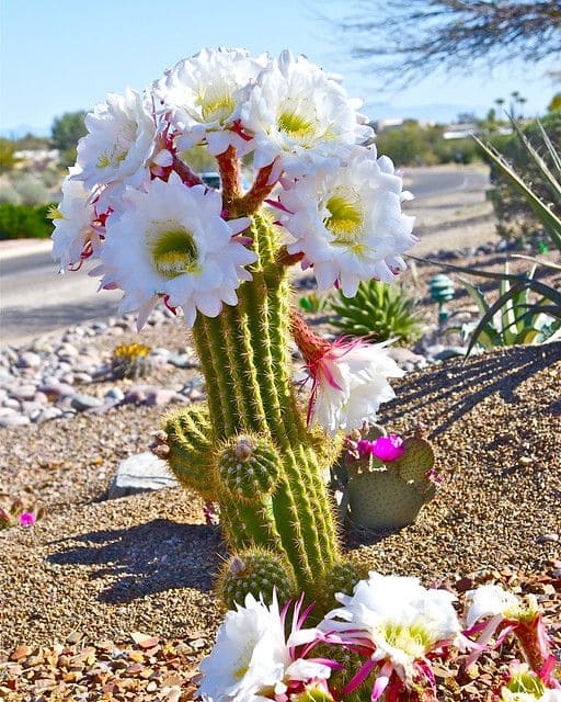 Torch Cactus