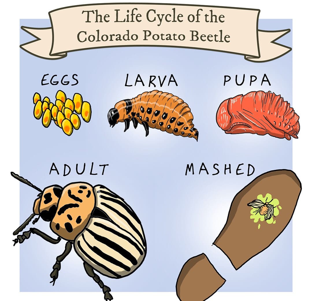 6 Methods to Get Rid of the Colorado Potato Beetle Without Chemicals