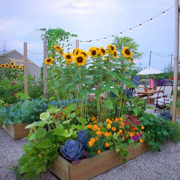 Vibrant Raised Bed Sunflower Haven