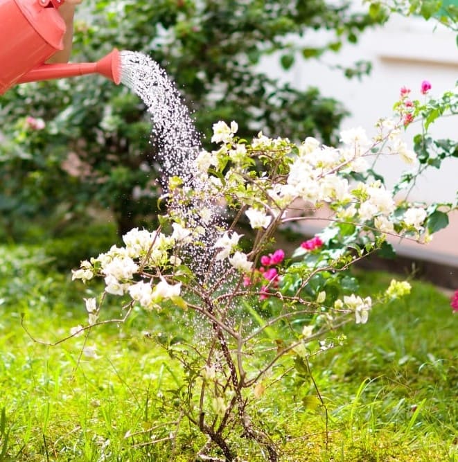 7 Secrets For Making Bougainvillea Bloom Time And Time Again