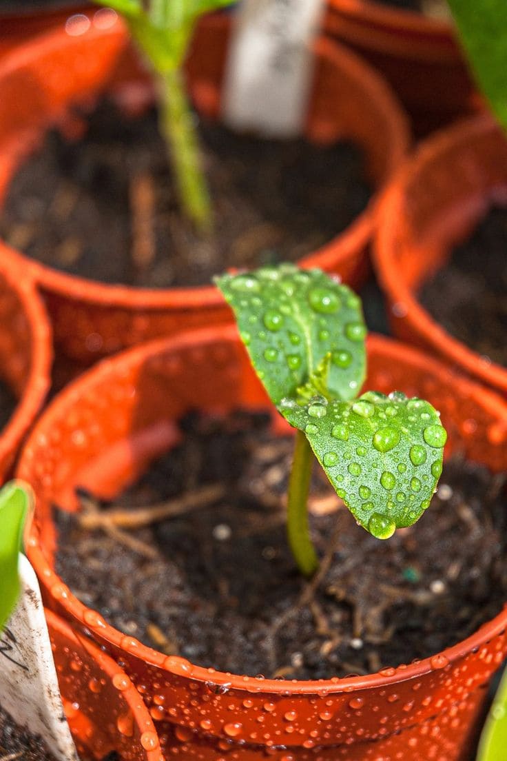 Guide On 7 Zucchini Growing Tips For A Bountiful Harvest