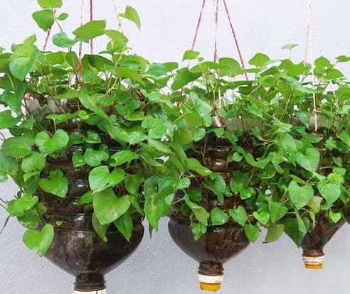 Growing Mint at Home Using Plastic Bottles: A Simple and Sustainable Guide