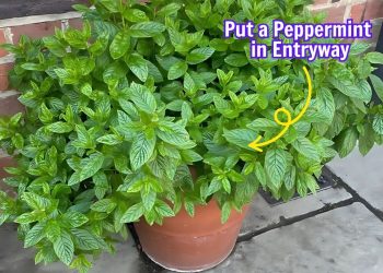 Here’s 10 Reasons You Should Put a Peppermint Plant in Your Entryway
