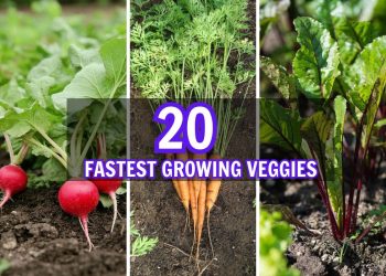 20 Fastest Growing Veggies to Plant in Your Garden (With Essential Tips!)