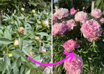 12 Best Gardening Tips for the Biggest, Longest-Lasting Peony Blooms