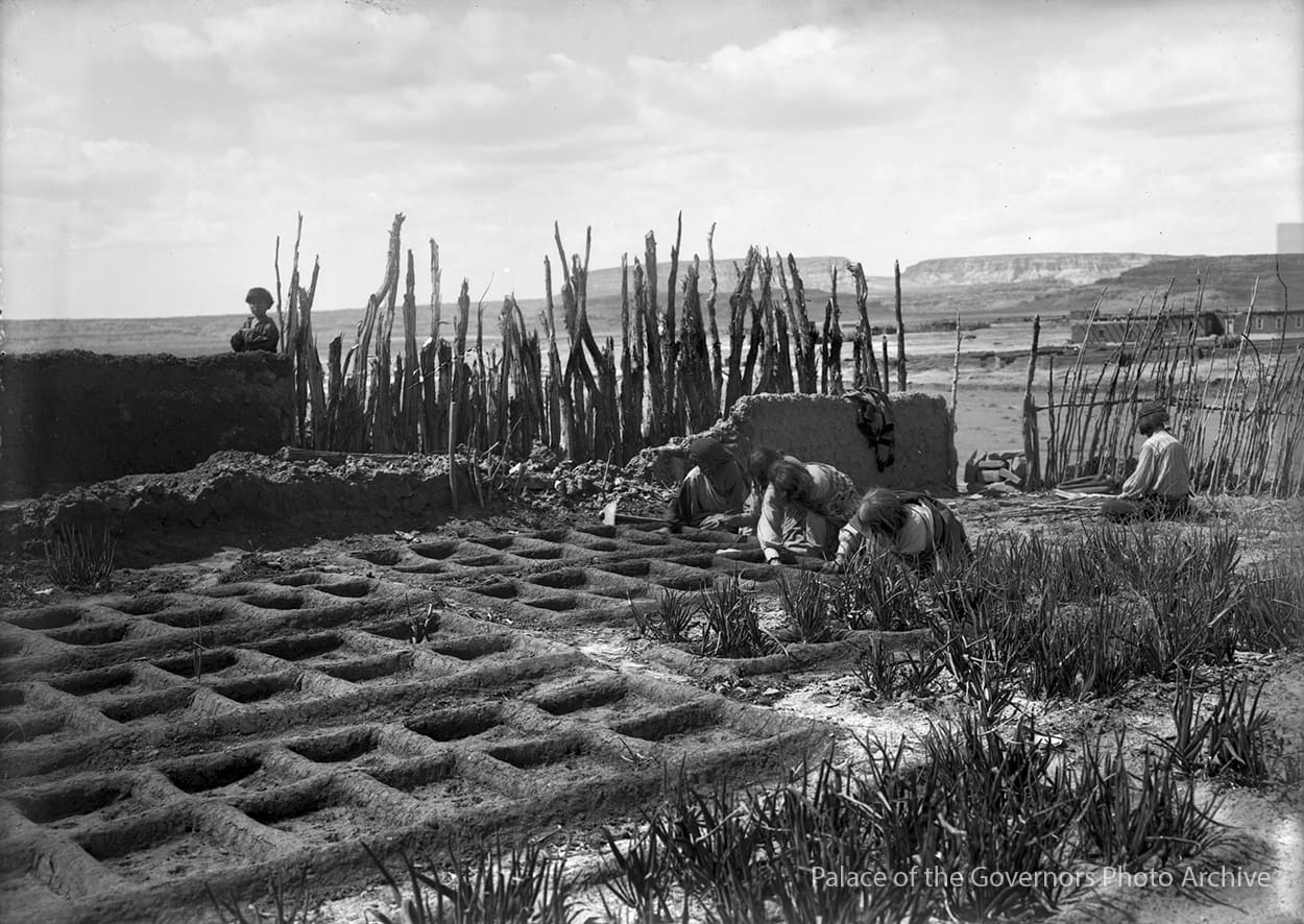 What are Waffle Gardens? How This Indigenous Farming Wisdom Is Reshaping Modern Gardening