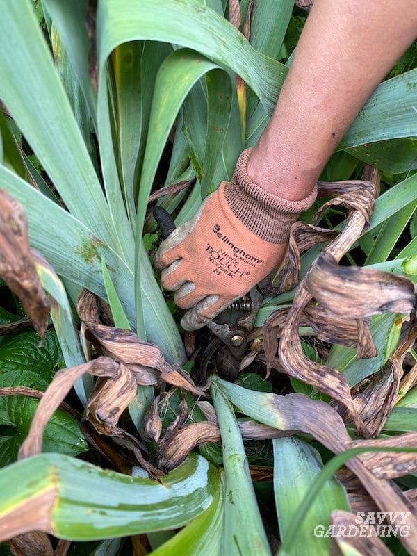 When and How to Cut Back Irises For Better Blooms Next Year