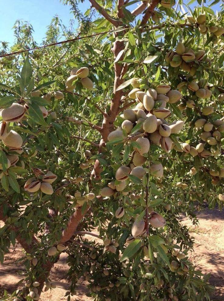 10 Fastest Fruit Trees That Will Reward You With Harvests in Just 1-2 Years