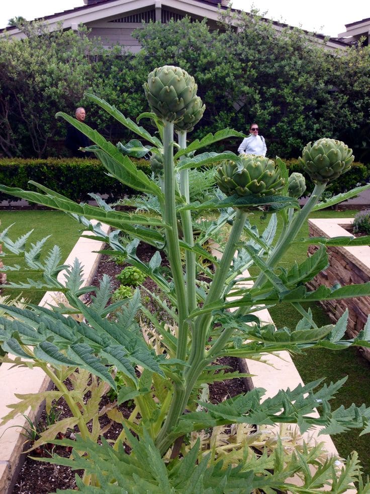 12 Wonderful Plants You Only Need to Plant Once and Enjoy for Years