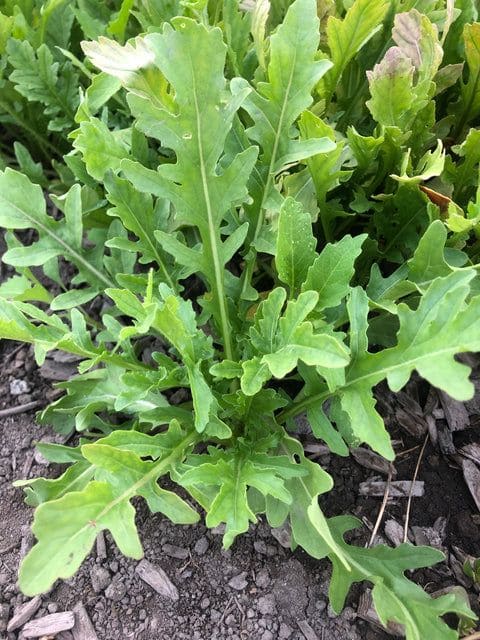 12 Vegetables That Grow Well in July (And Exactly How To Grow Them Right)