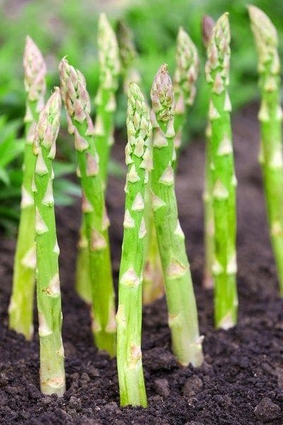 12 Wonderful Plants You Only Need to Plant Once and Enjoy for Years