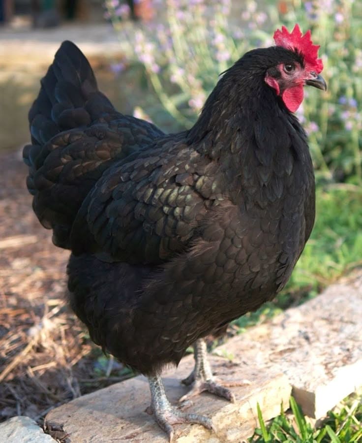 Top 10 Best Laying Hen Breeds for Fresh Eggs All Year Round