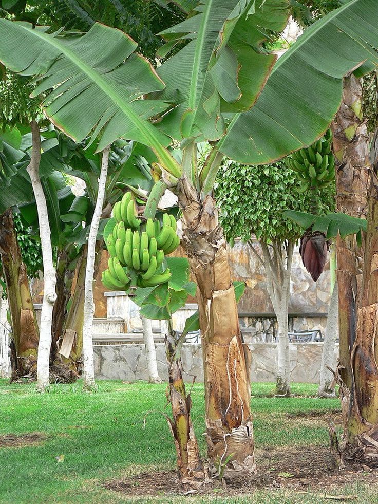 10 Fastest Fruit Trees That Will Reward You With Harvests in Just 1-2 Years