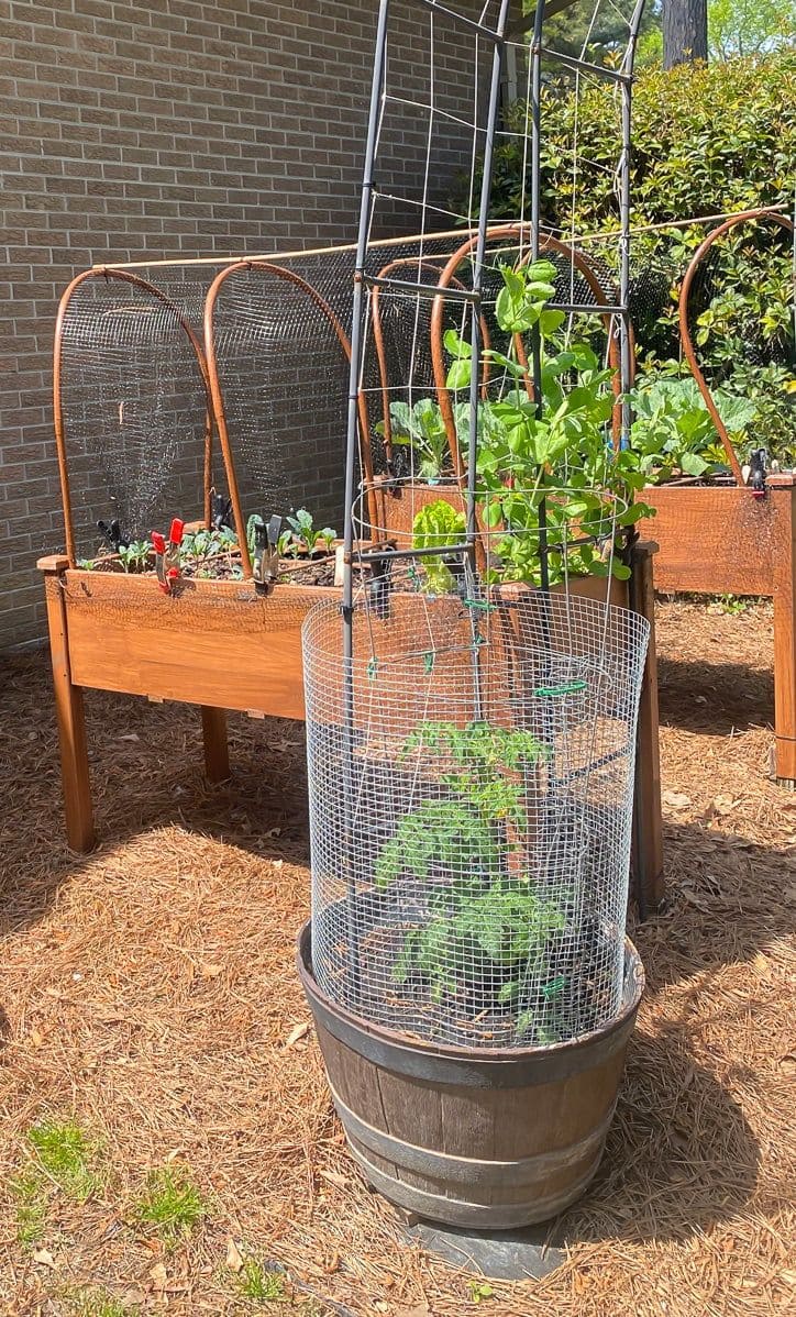 Barrel-Top Cage Greenhouse for Climbing Veggies
