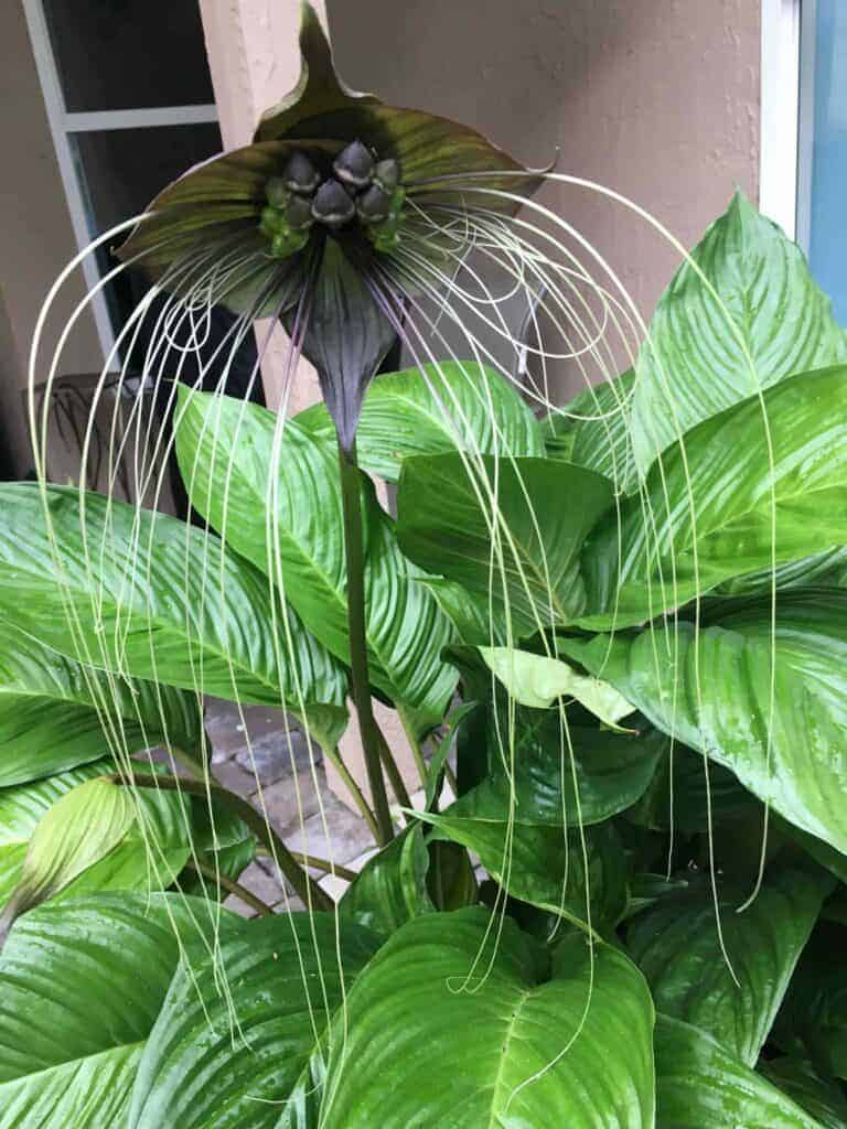 15 Strange Houseplants That Make Your Home Look Like a Botanical Wonderland