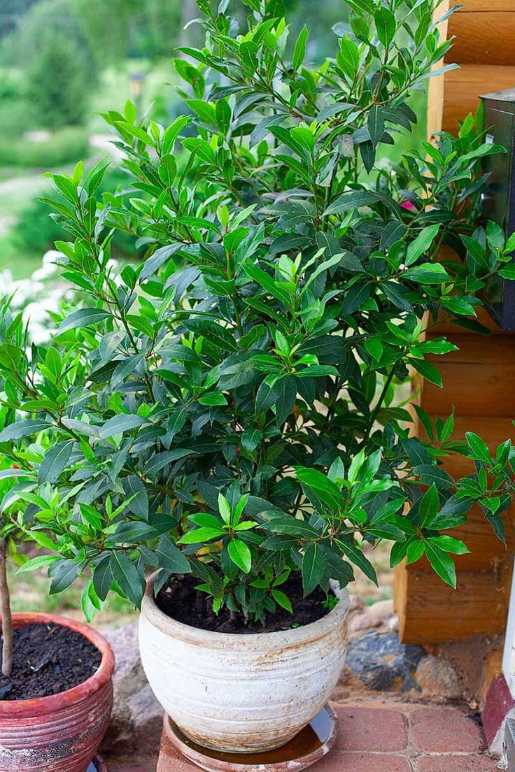 12 Wonderful Plants You Only Need to Plant Once and Enjoy for Years
