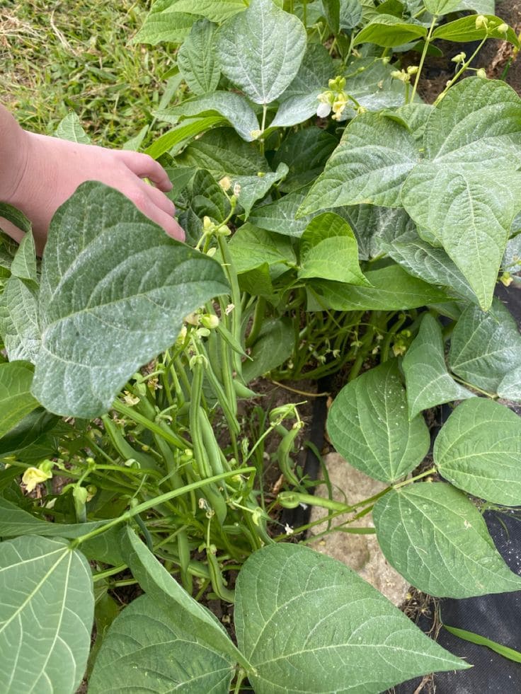 10 Plants Love Epsom Salt And How To Keep Them Thriving