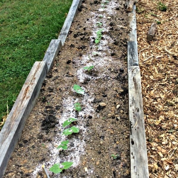 10 Plants That Grow Better With Crushed Eggshells Without Fertilizer