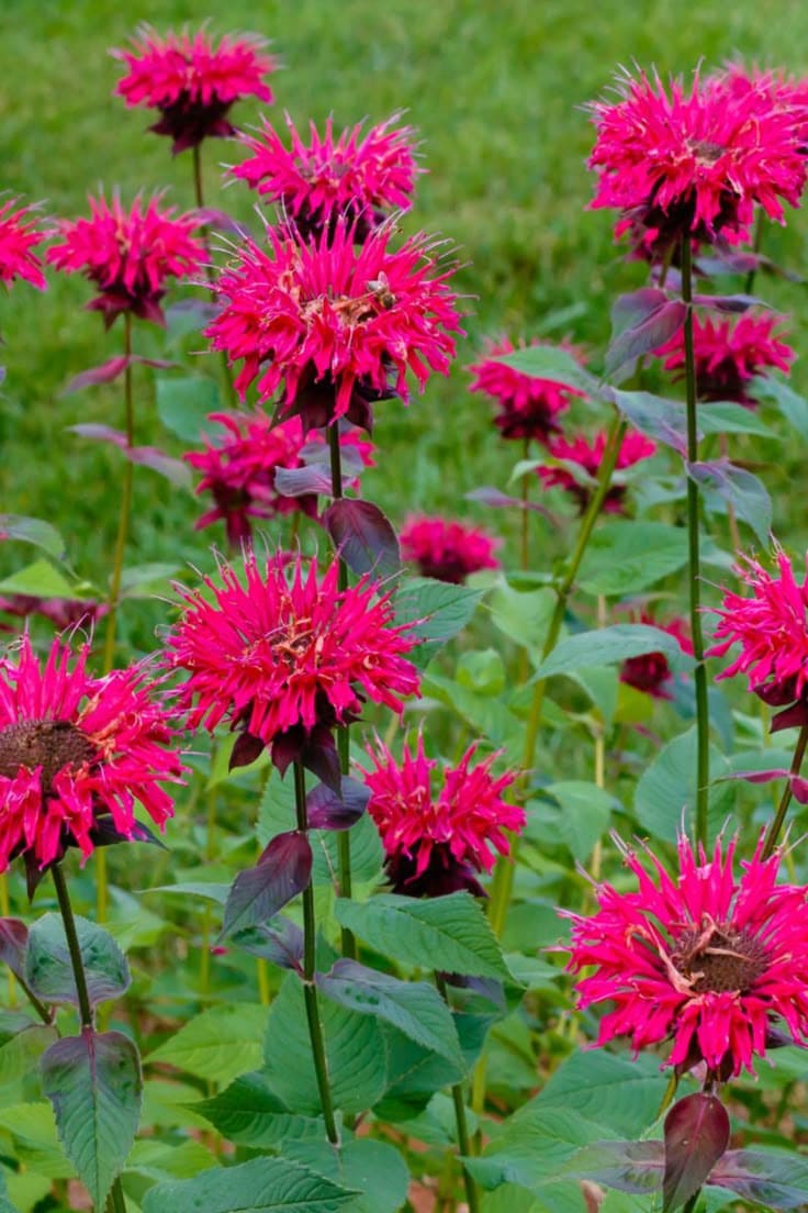 Here Are 10 Best Plants That Help Us Save Our Bees