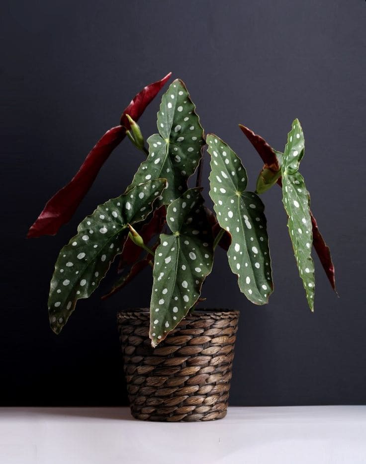 15 Shade-Loving Plants That Beat the Heat (And Still Look Gorgeous Doing It)