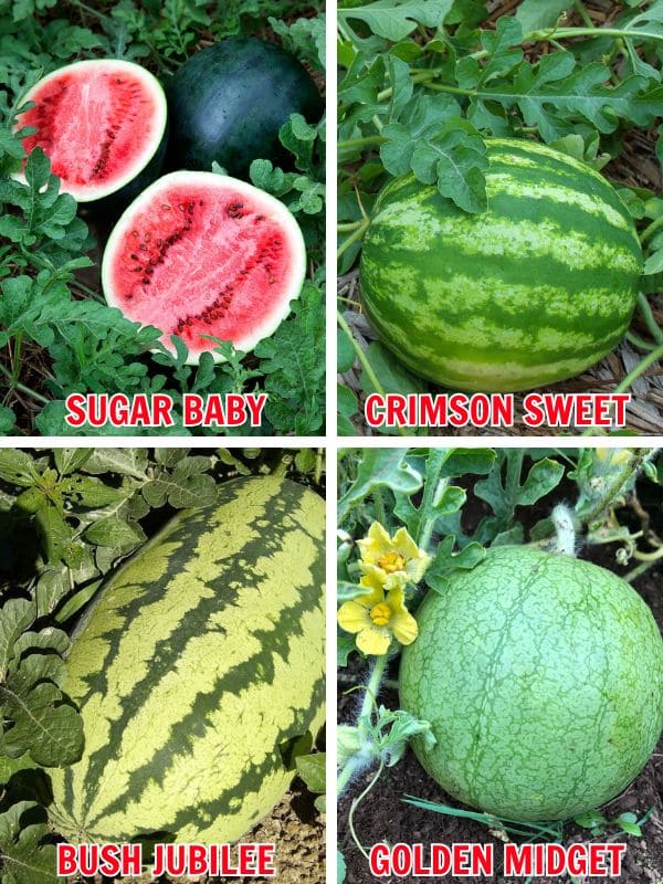 Here's A Simple Trick Makes Your Watermelon Sweeter, Juicier, and Easier to Grow