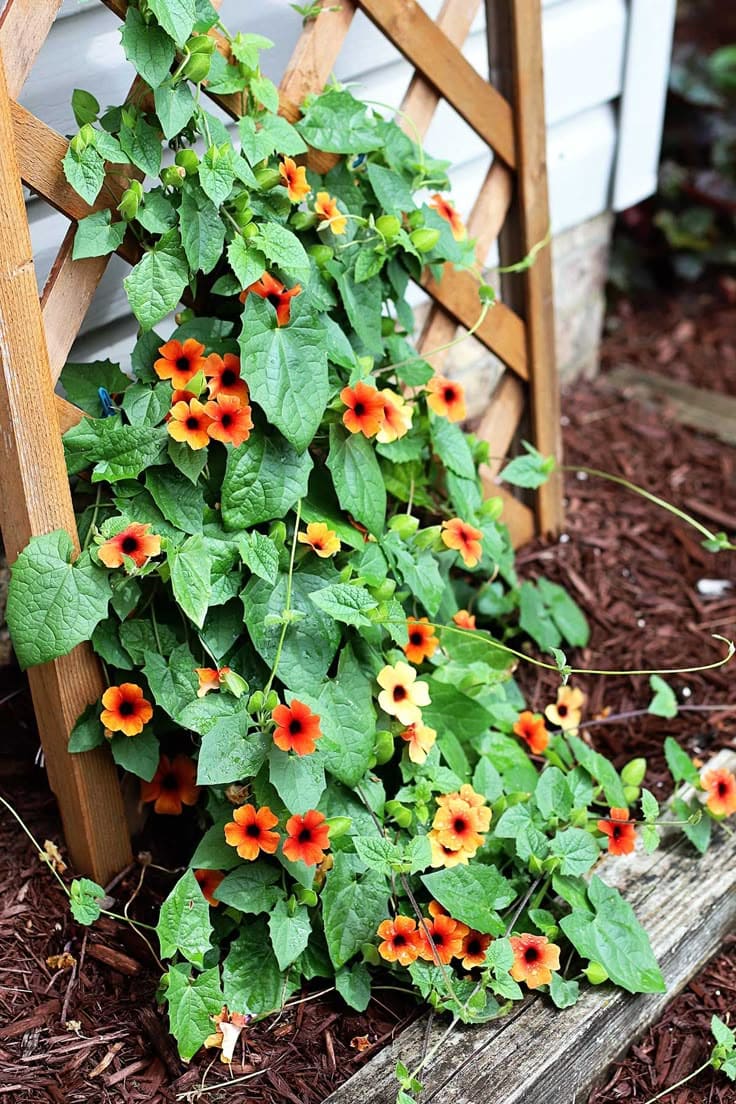 10 Fastest Growing Vines for Trellises That’ll Cover Any Space in No Time