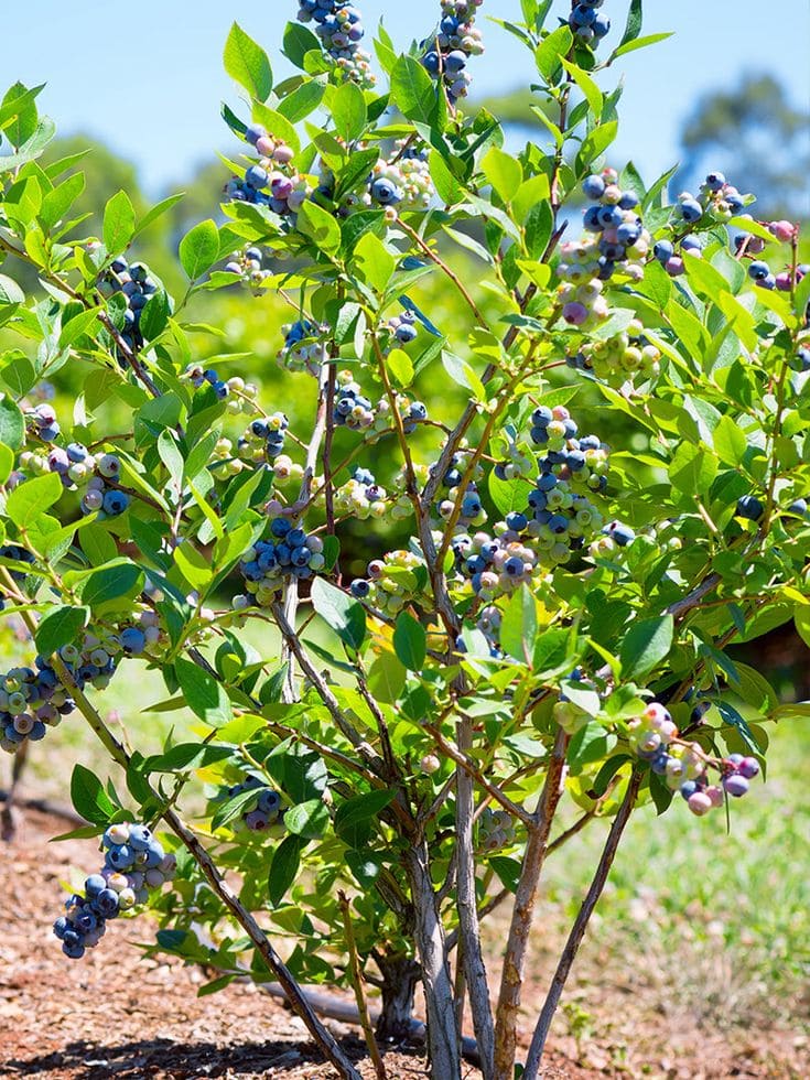 12 Wonderful Plants You Only Need to Plant Once and Enjoy for Years