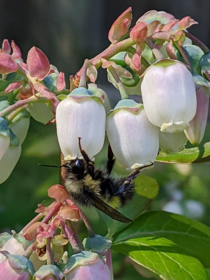 Here Are 10 Best Plants That Help Us Save Our Bees