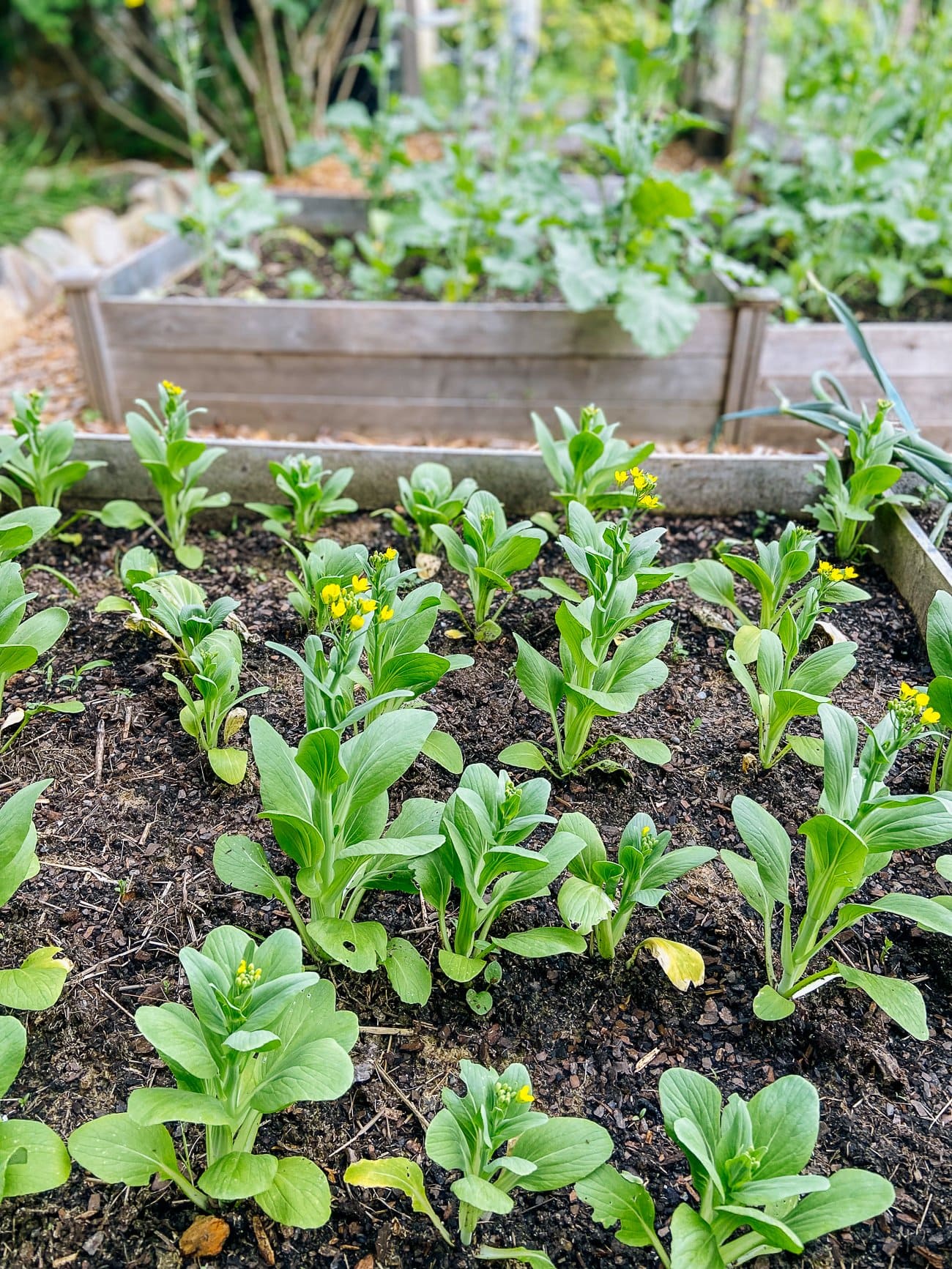 20 Shade-Loving Veggies That Thrive Without Full Sun