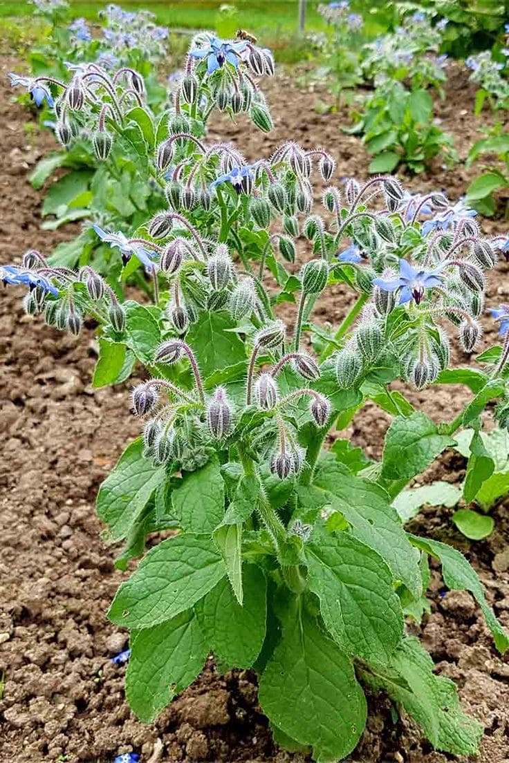 Here Are 10 Best Plants That Help Us Save Our Bees