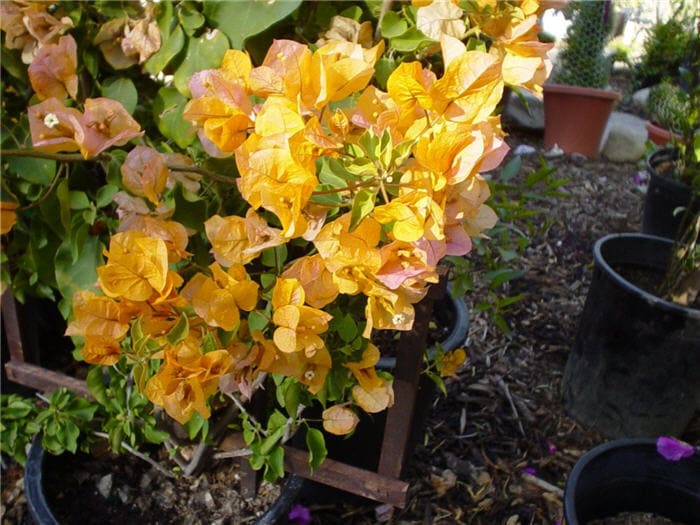 Top 9 Bougainvillea Varieties to Brighten Your Garden