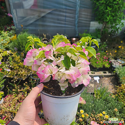 Top 9 Bougainvillea Varieties to Brighten Your Garden