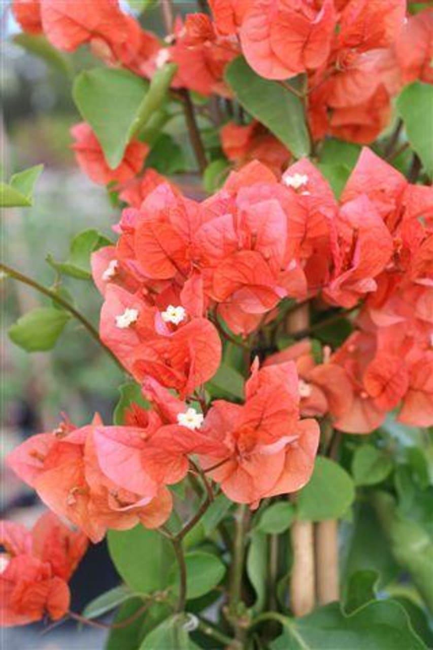 Top 9 Bougainvillea Varieties to Brighten Your Garden