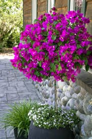 Top 9 Bougainvillea Varieties to Brighten Your Garden