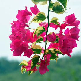 Top 9 Bougainvillea Varieties to Brighten Your Garden