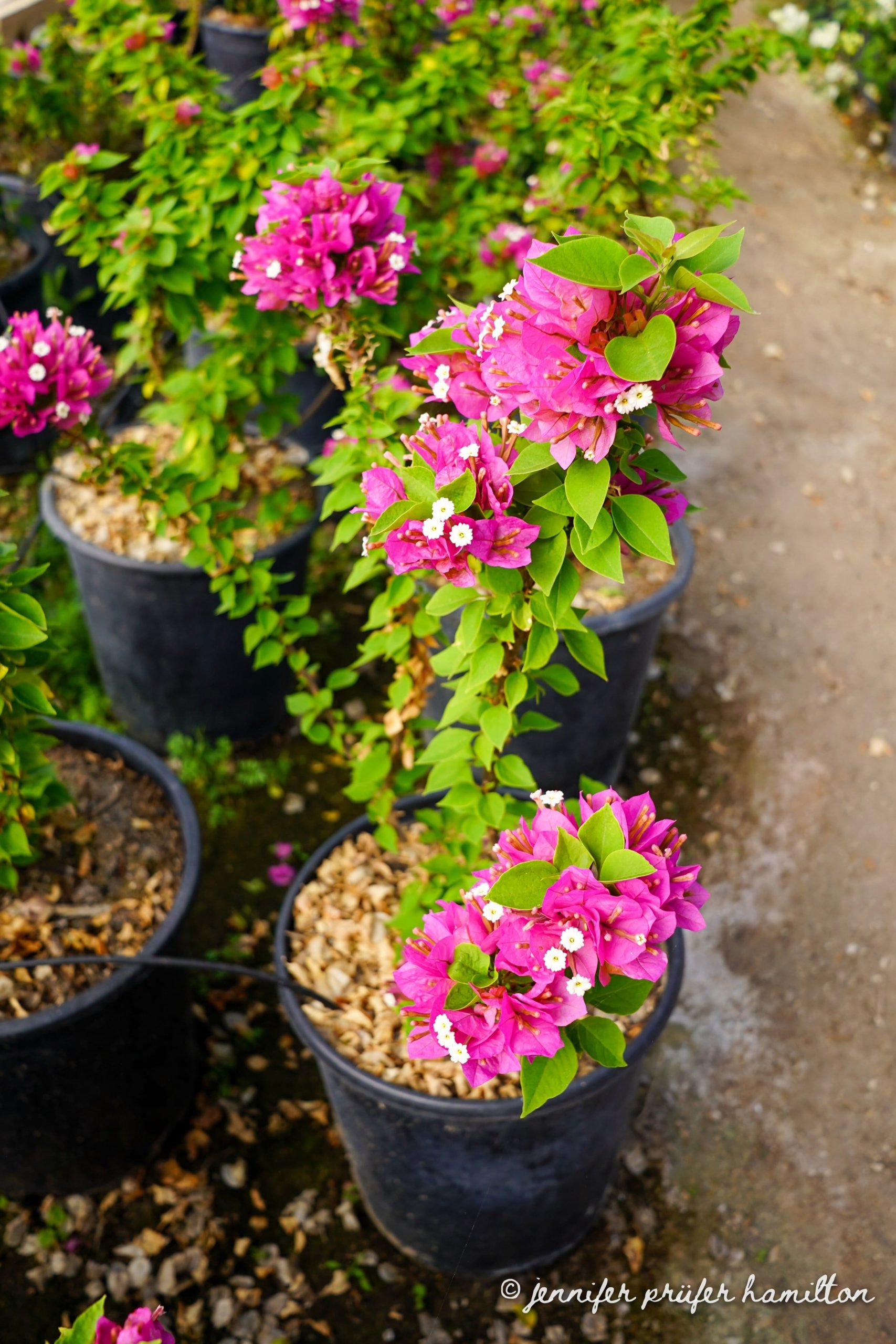 Top 9 Bougainvillea Varieties to Brighten Your Garden