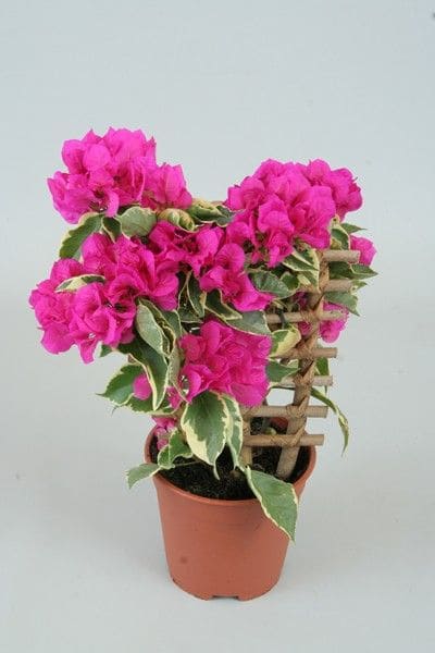 Top 9 Bougainvillea Varieties to Brighten Your Garden