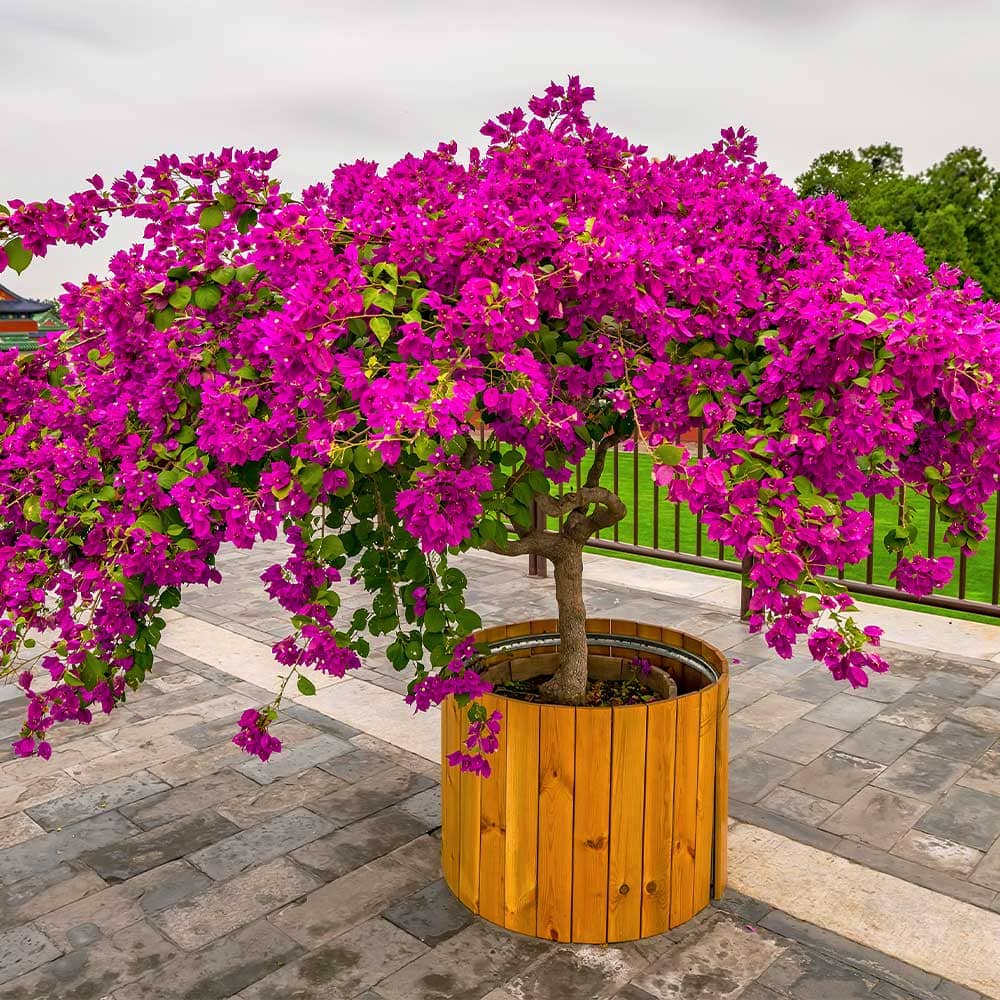 Top 9 Bougainvillea Varieties to Brighten Your Garden