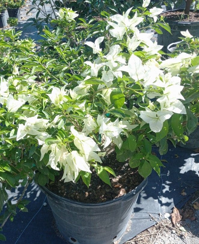 Top 9 Bougainvillea Varieties to Brighten Your Garden