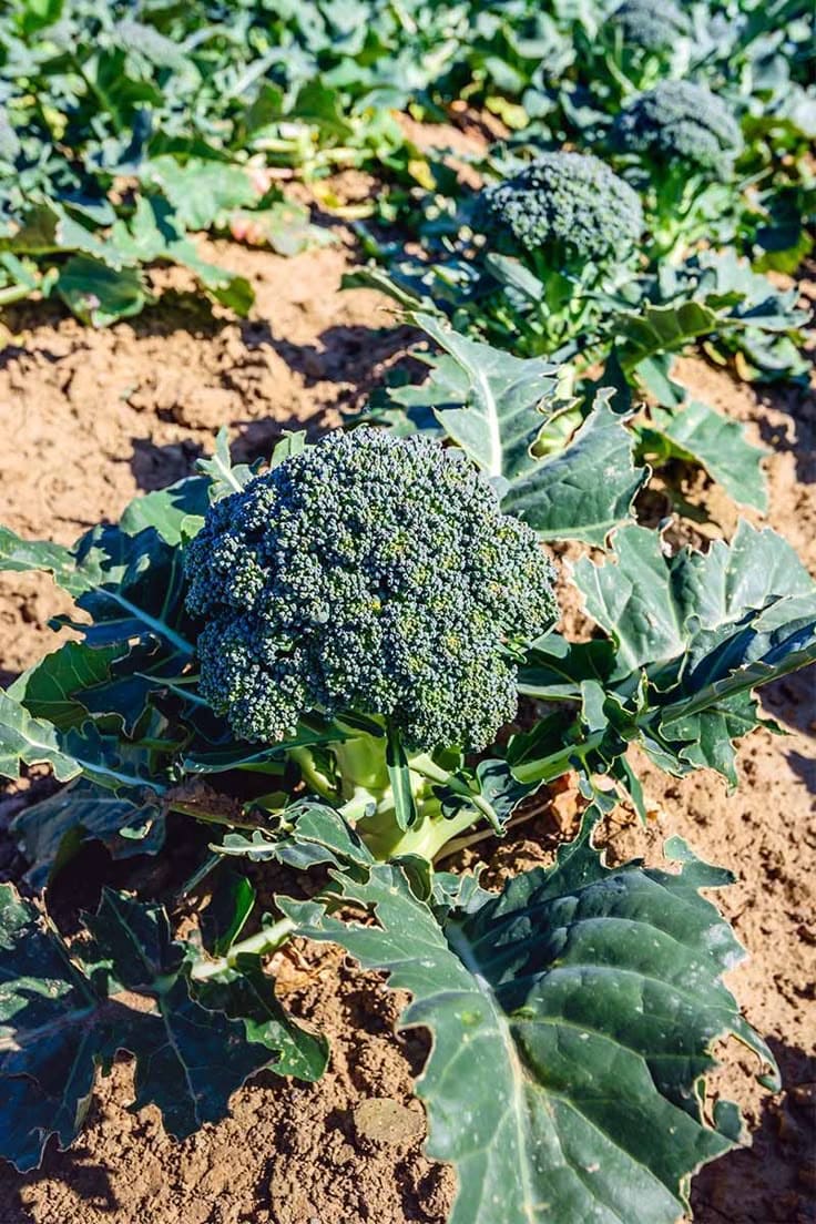 10 Plants Love Epsom Salt And How To Keep Them Thriving