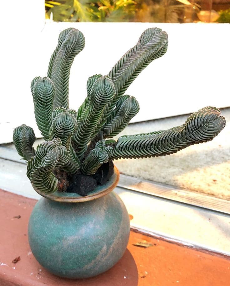 15 Strange Houseplants That Make Your Home Look Like a Botanical Wonderland
