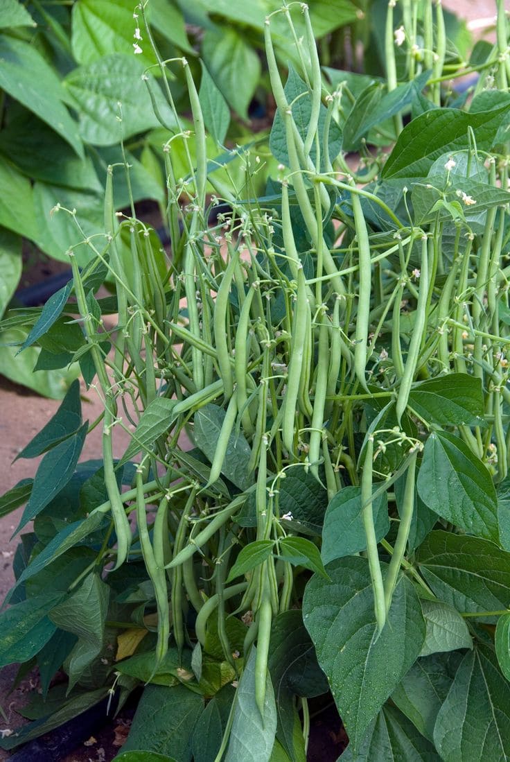12 Vegetables That Grow Well in July (And Exactly How To Grow Them Right)